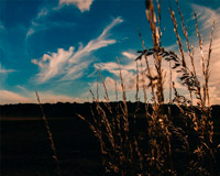 呼死你软件短信